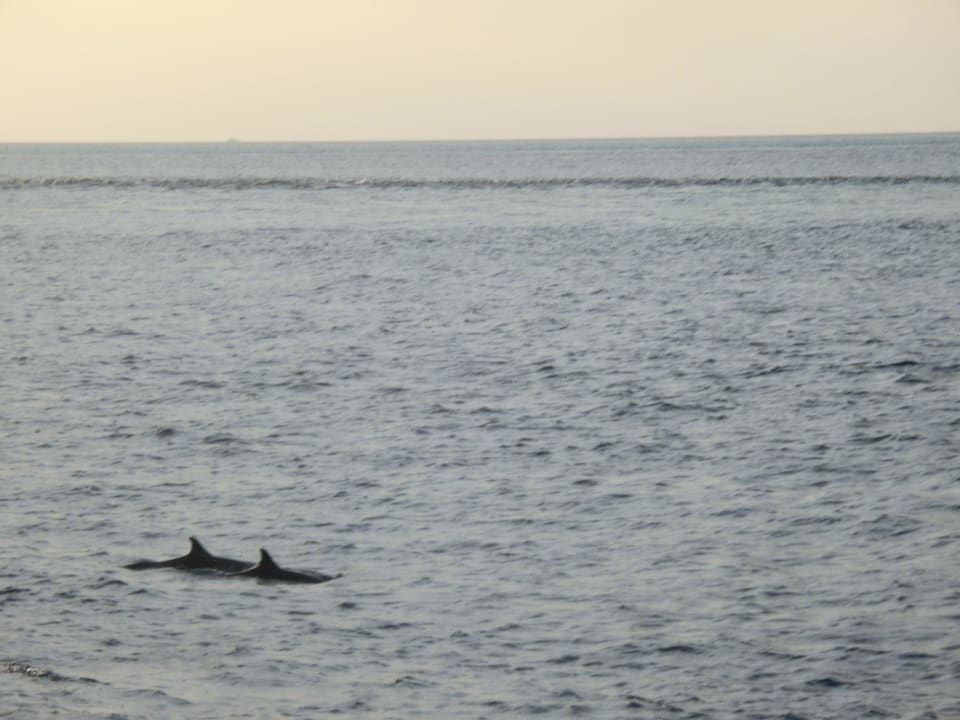 Delfine Meeru Maldives Resort Island