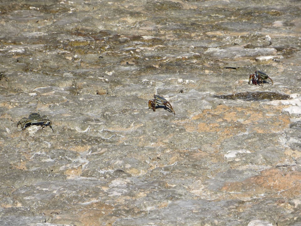 Krebse am Strand Hotel Viva Dominicus Beach by Wyndham - All Inclusive Resort