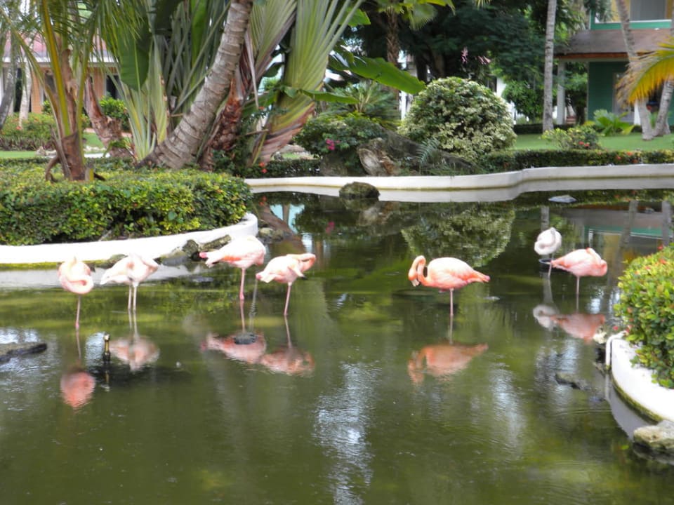 Flamigos TRS Turquesa Hotel - Adults only