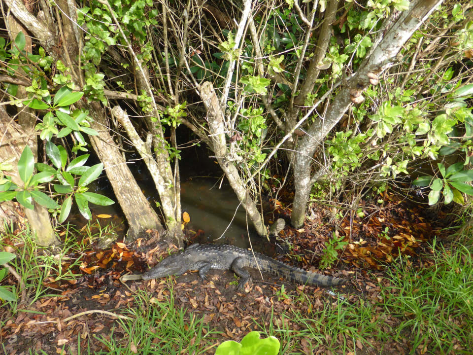 Aligator BlueBay Grand Esmeralda