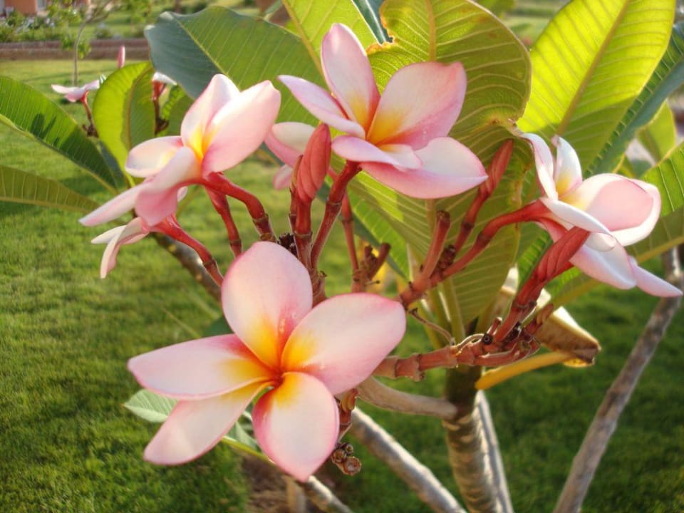 Holiday Beach Resort Three Corners Sea Beach Resort