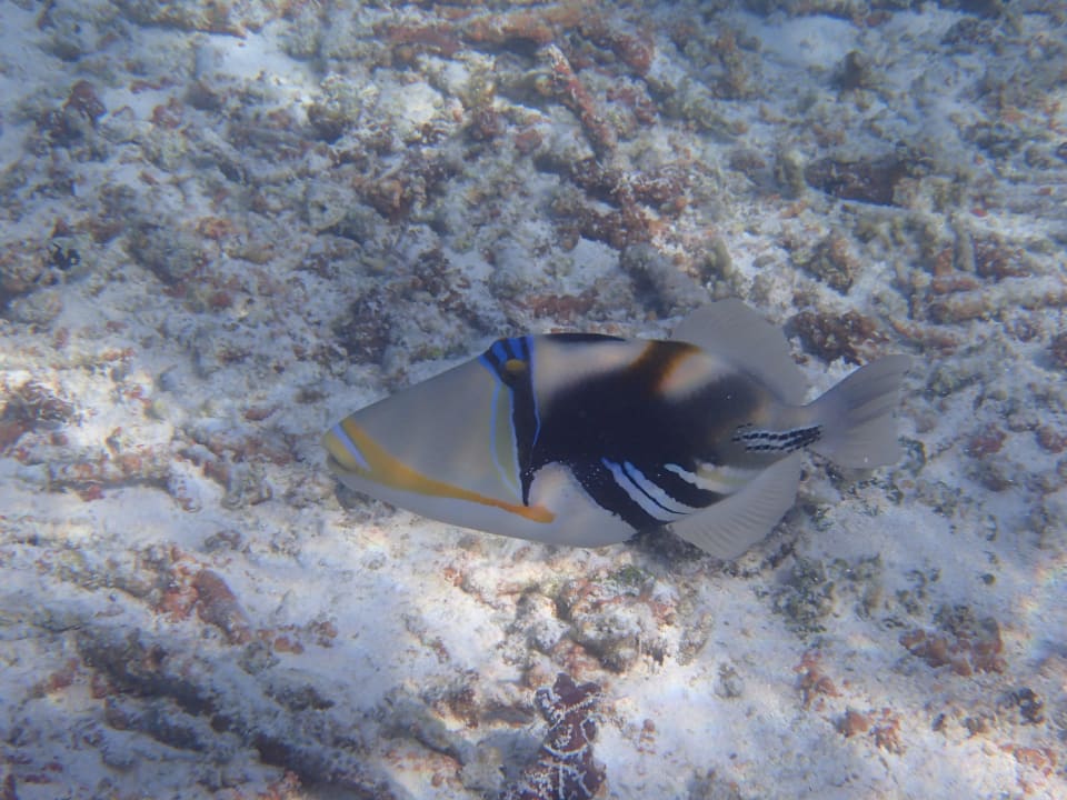 Meerbewohner Meeru Maldives Resort Island