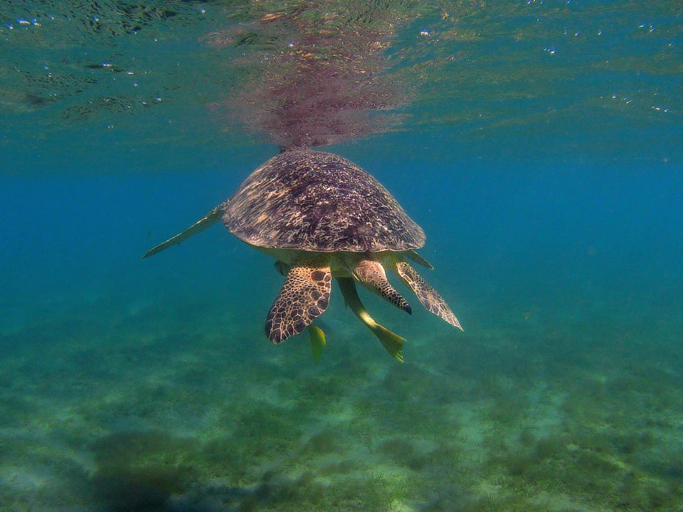 Strand Shams Alam Beach Resort