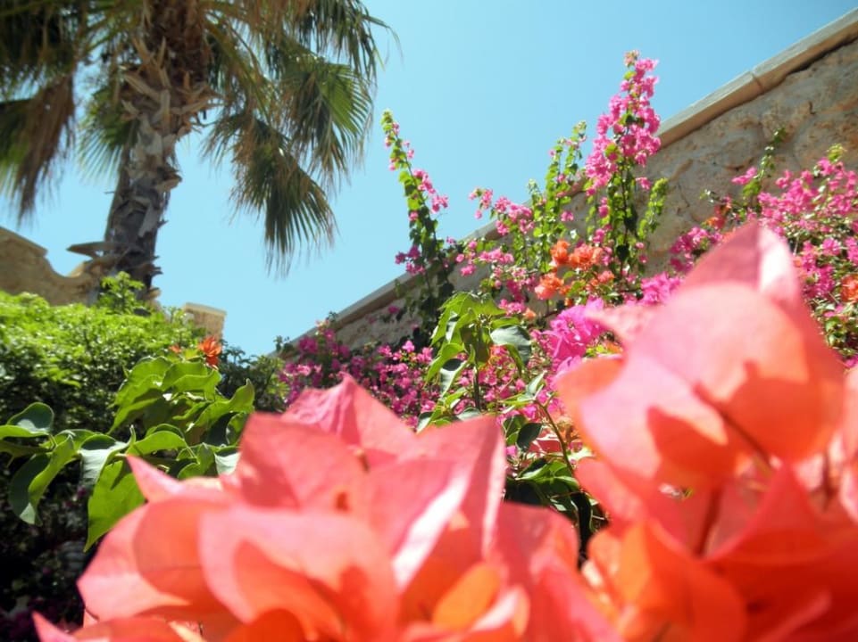 Райские сады Цитадели Pickalbatros Citadel Resort