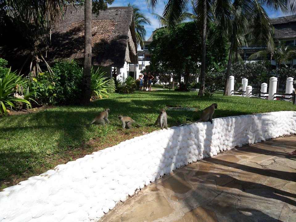 Affen Hotel Southern Palms Beach Resort