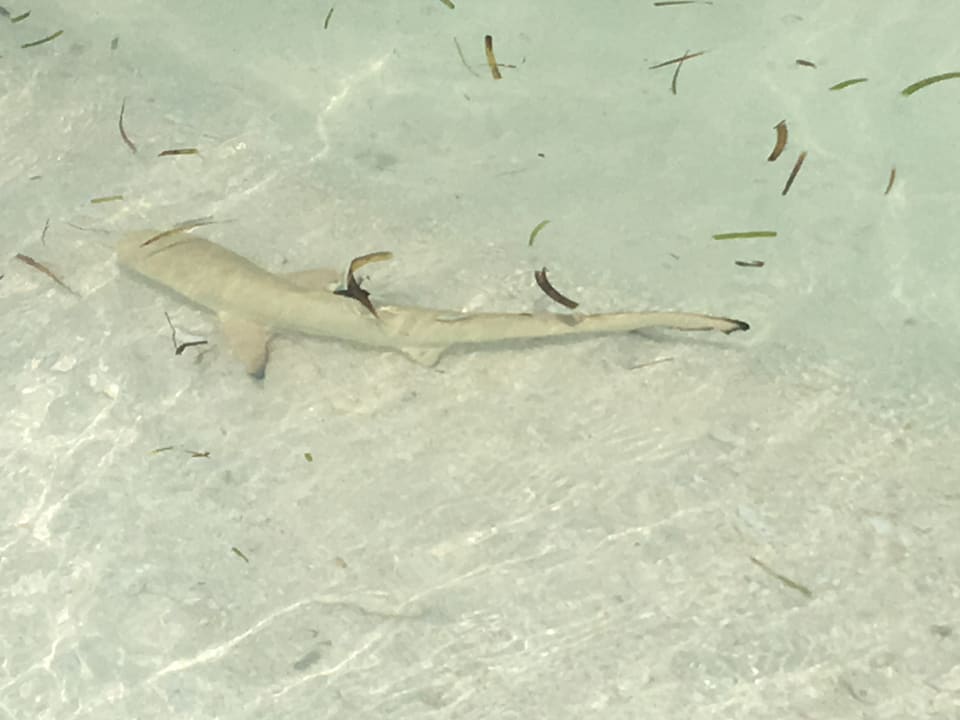 Strand Meeru Maldives Resort Island