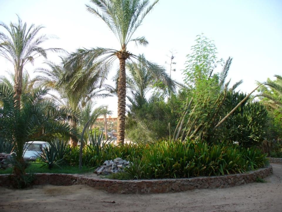 Gartenanlage. Giftun Azur Resort