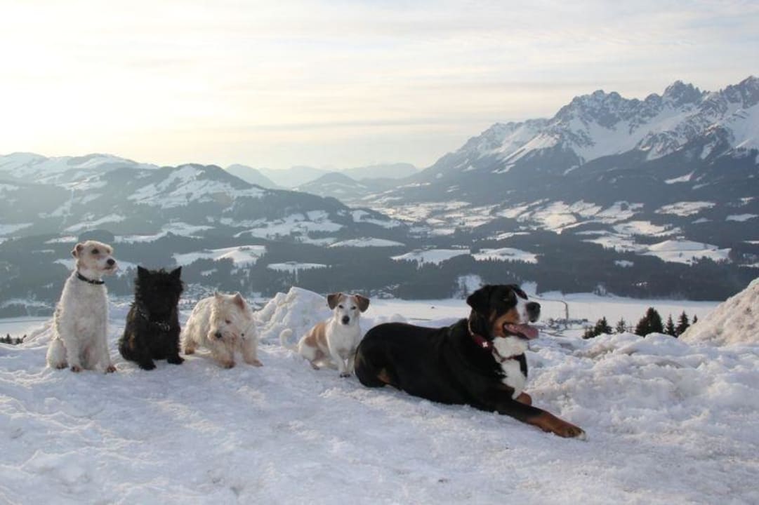 Mit Freunden beim relaxen. Hotel Müllneralm - das Hundeparadies