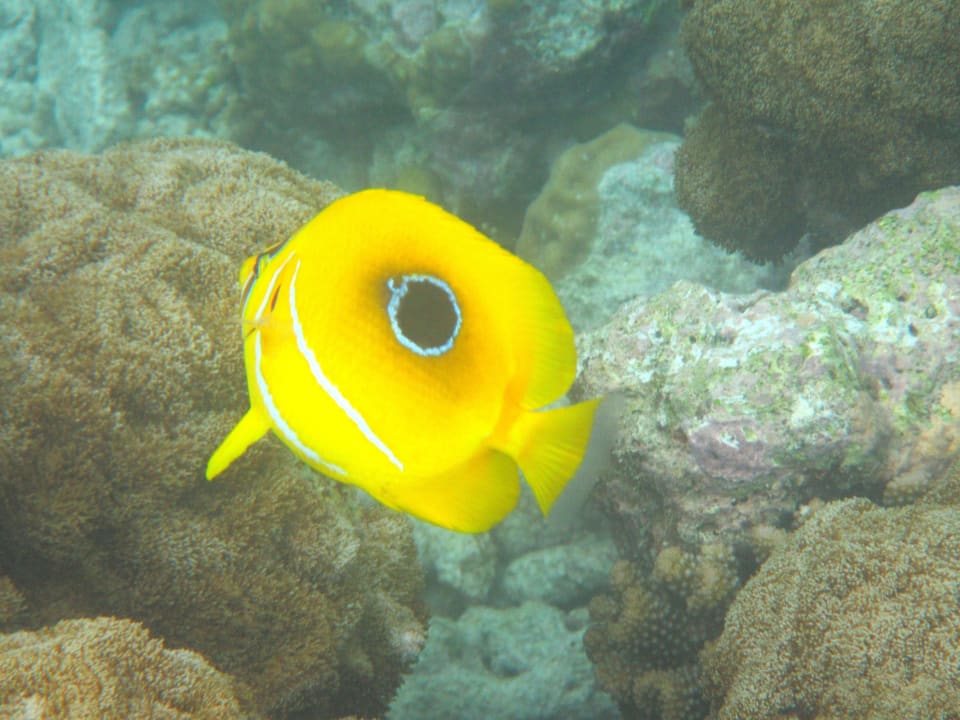 Schnorcheln Kuramathi Maldives