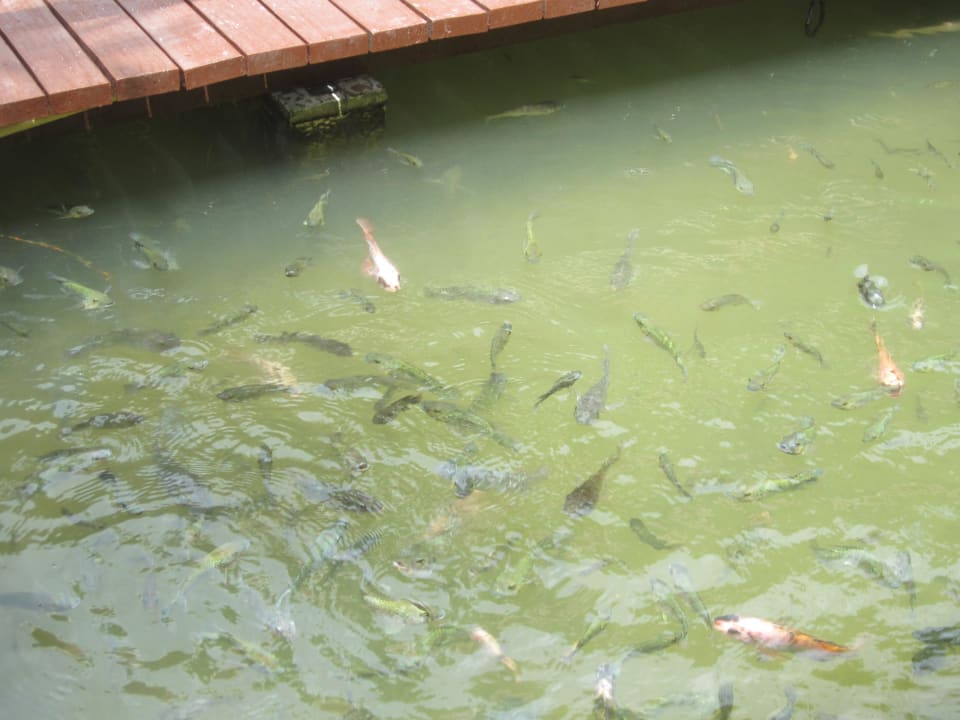 Fische bei den Gartenbungalows Khaolak Laguna Resort