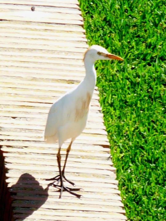Ein Gast beim Gartenteich Fuerte Conil-Resort