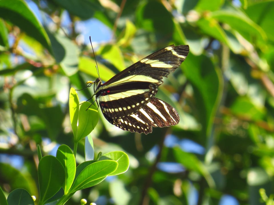 Schmetterling Sol Rio De Luna y Mares