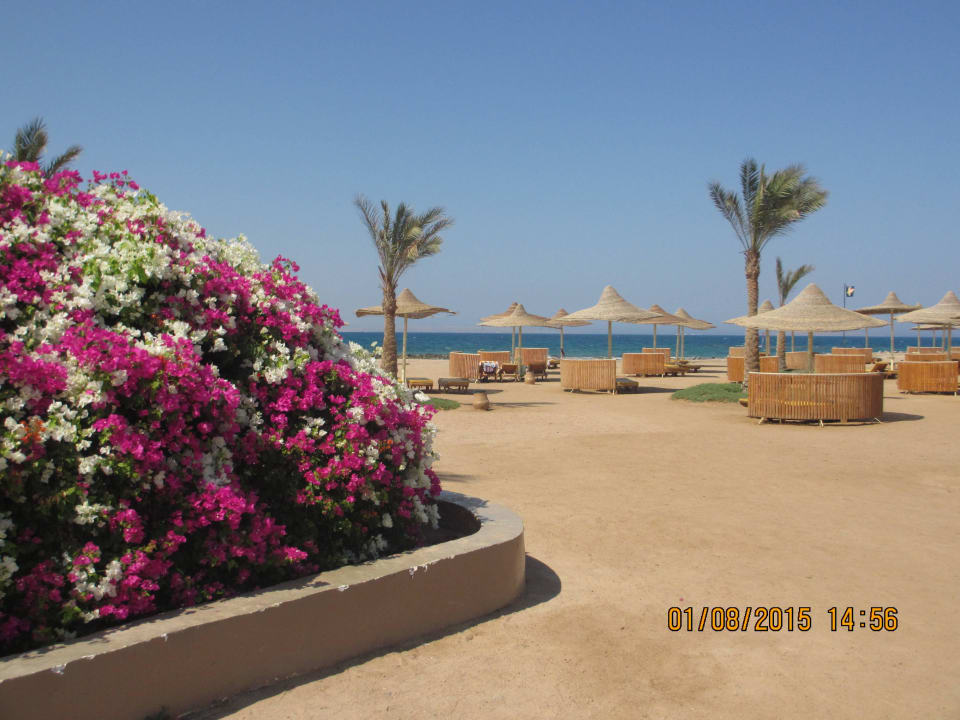 Einsamer Strand Desert Rose