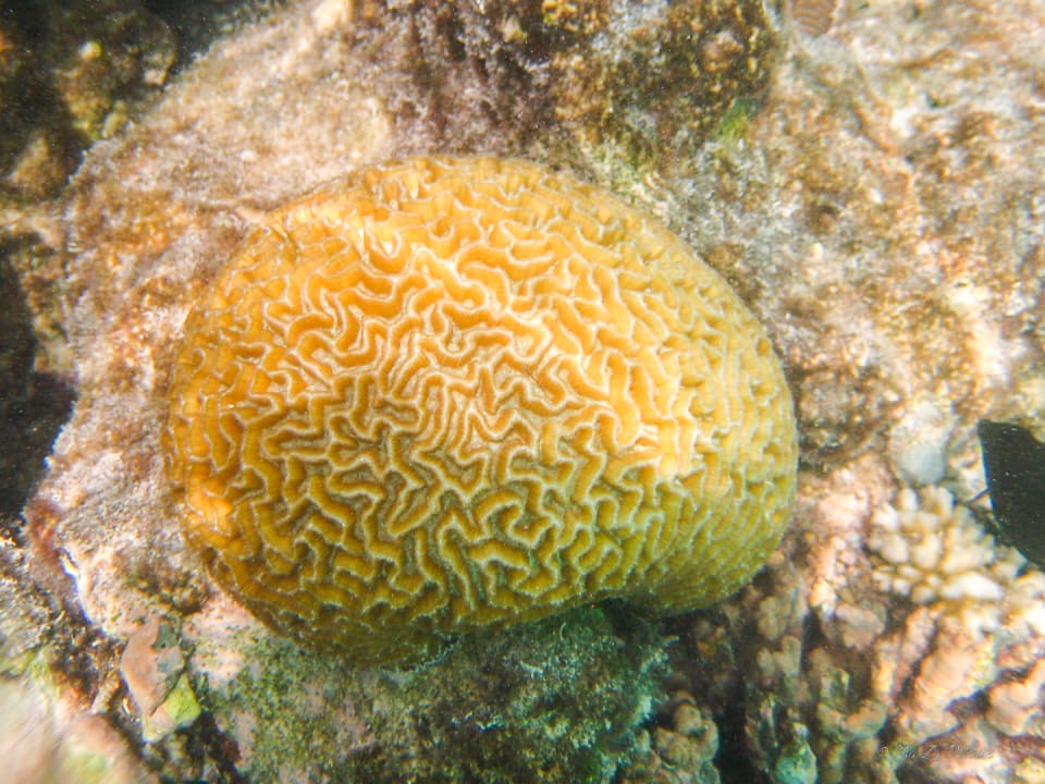 Sport & Freizeit Summer Island Maldives