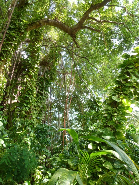 Unter dem 300 Jahre alten Baum Kuramathi Maldives