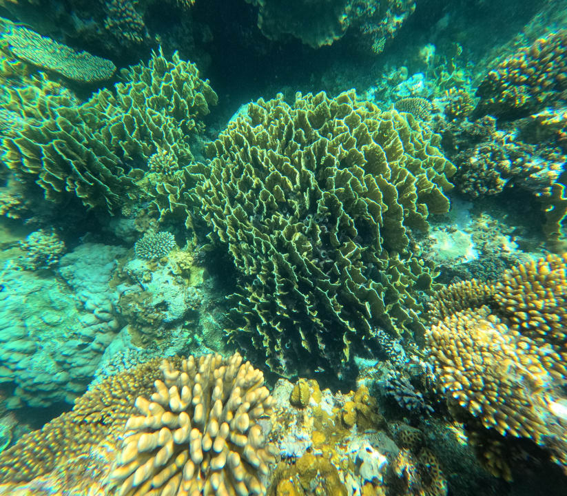 Sport & Freizeit Steigenberger Coraya Beach - Adults only