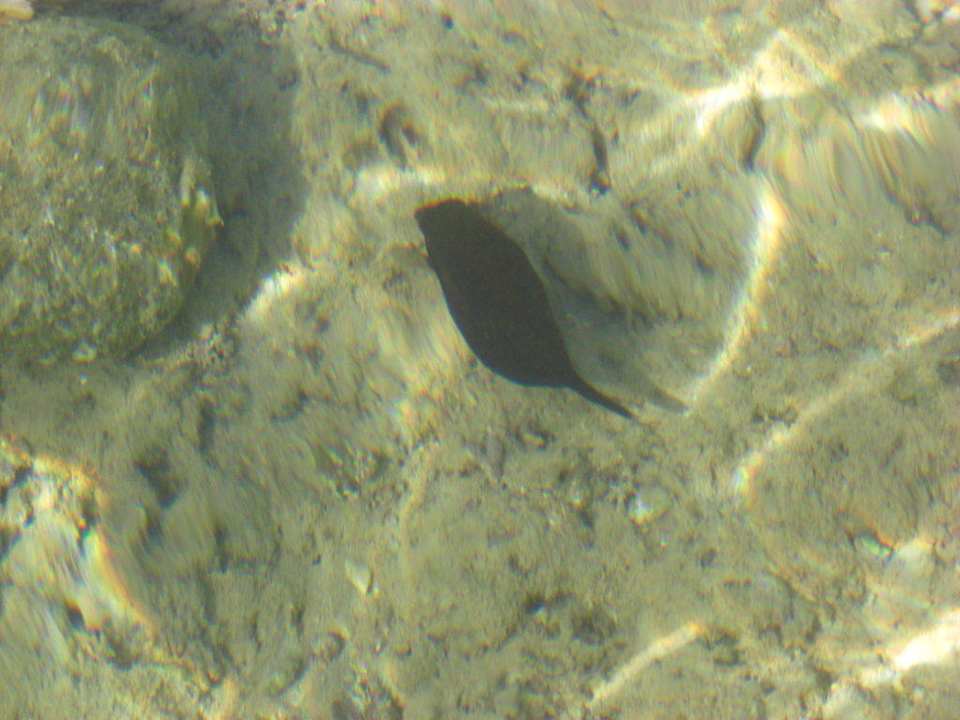 Kugelfisch Albatros Sharm Resort