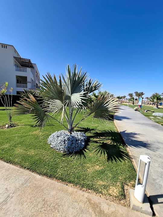 Pool Steigenberger Coraya Beach - Adults only