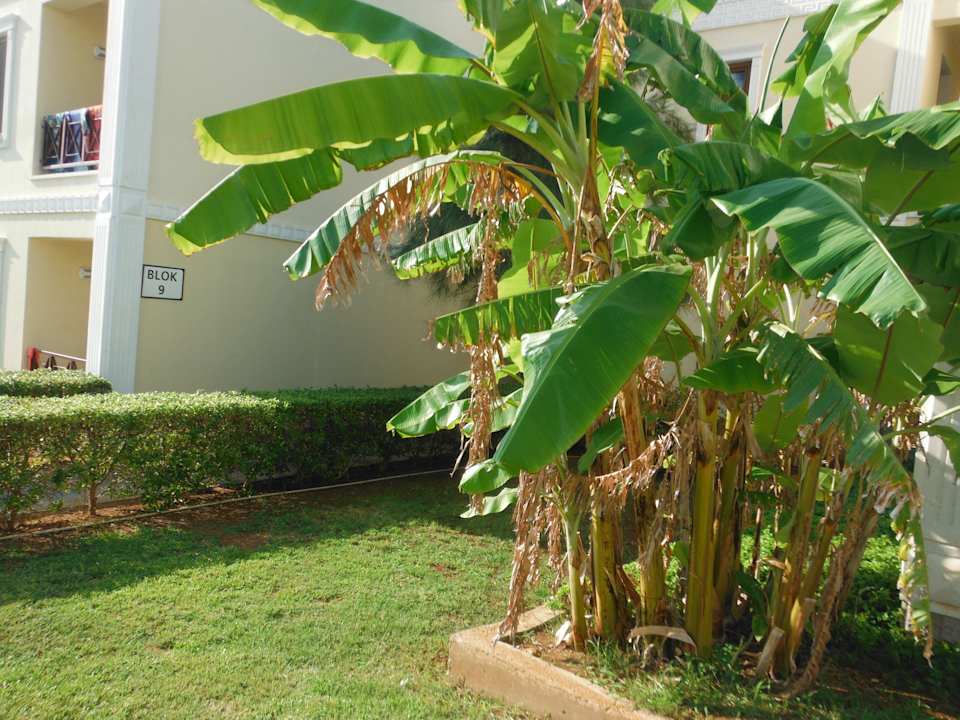 Vertrocknete Bananenstauden Kaya Artemis Resort