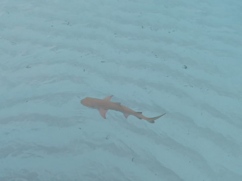 Strand Adaaran Select Meedhupparu Island Resort - Premium All Inclusive