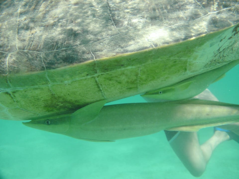 Cleaningfish  Three Corners Sea Beach Resort