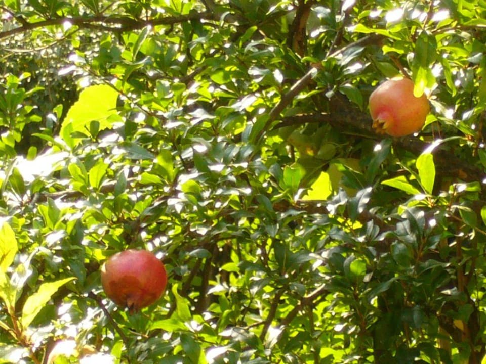 Granatäpfel Hotel Umag Plava Laguna