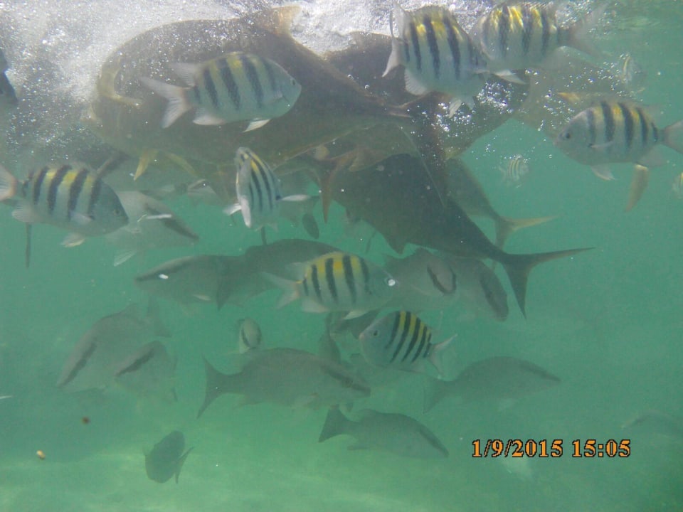 Schnorcheln im Hotel-Riff Wyndham Alltra Samana