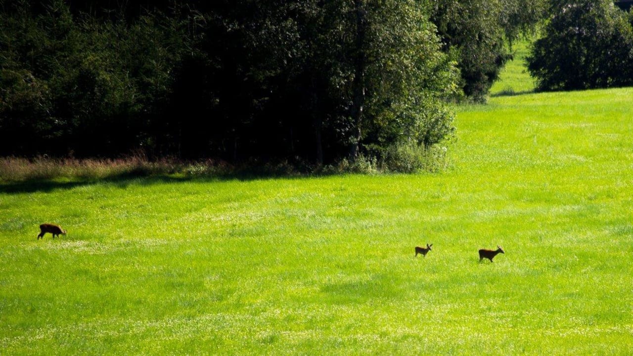 Von unserer Terrasse aus kann man oft Rehe sehen Hotel Christine