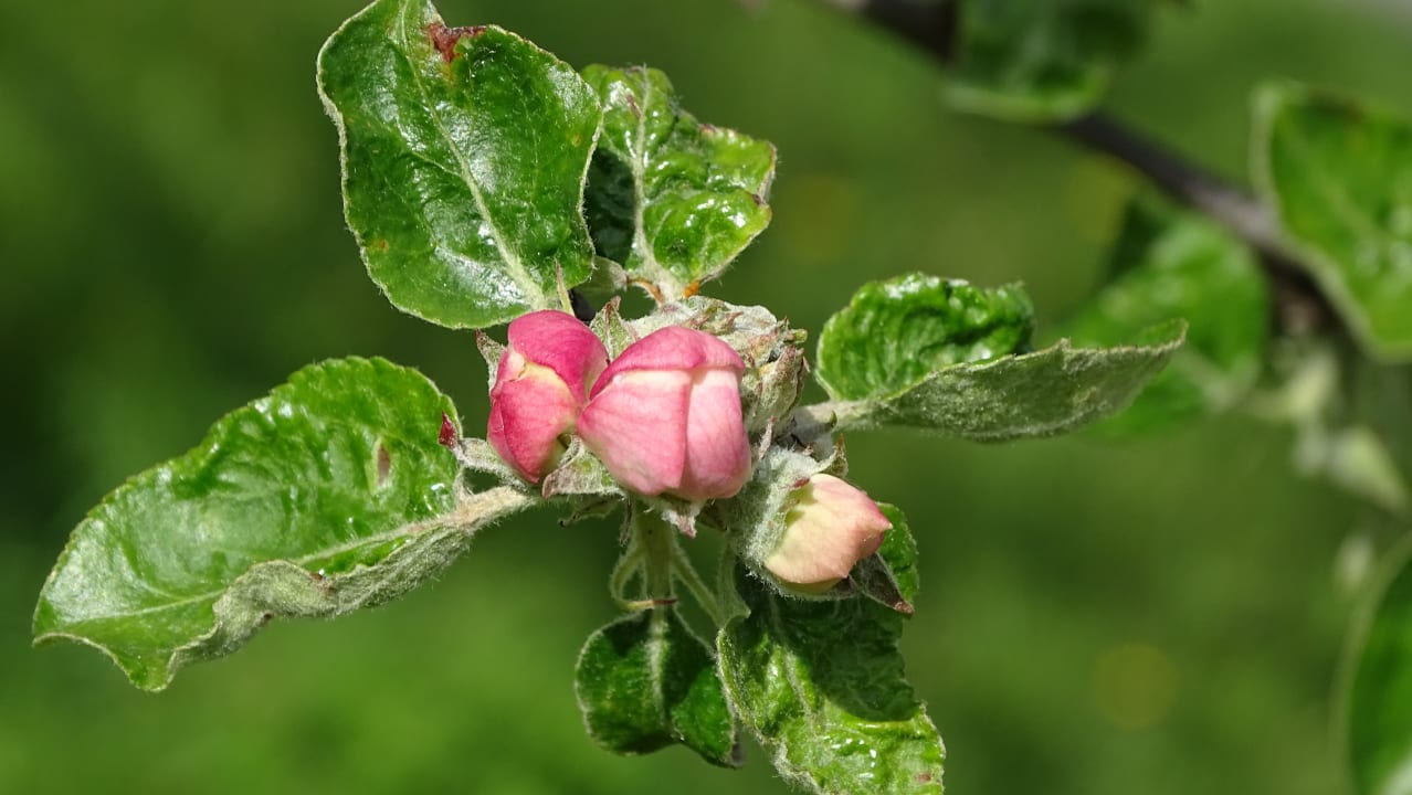 Sonstiges Appartement Vorderlengau
