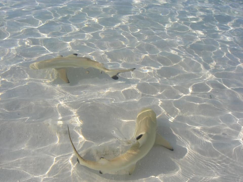 Die Jagd beginnt Vilamendhoo Island Resort & Spa