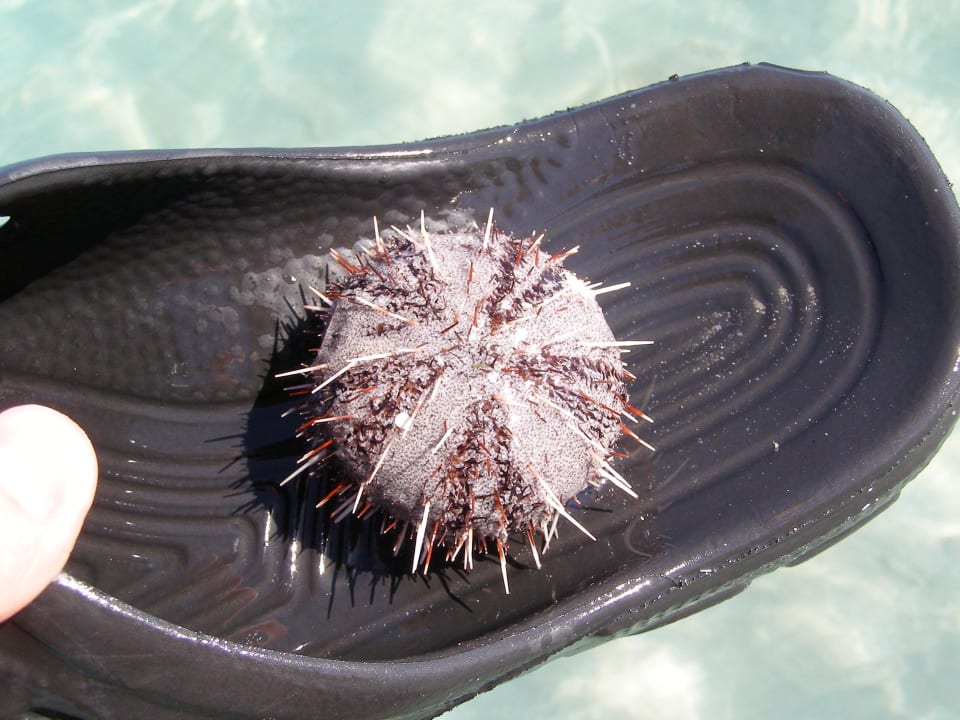 Живность Stella Garden Resort & Spa, Makadi Bay