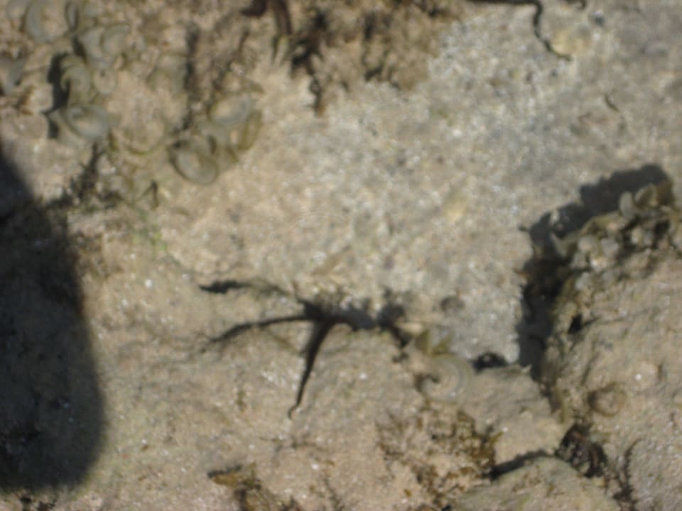 Seestern Parrotel Beach Resort