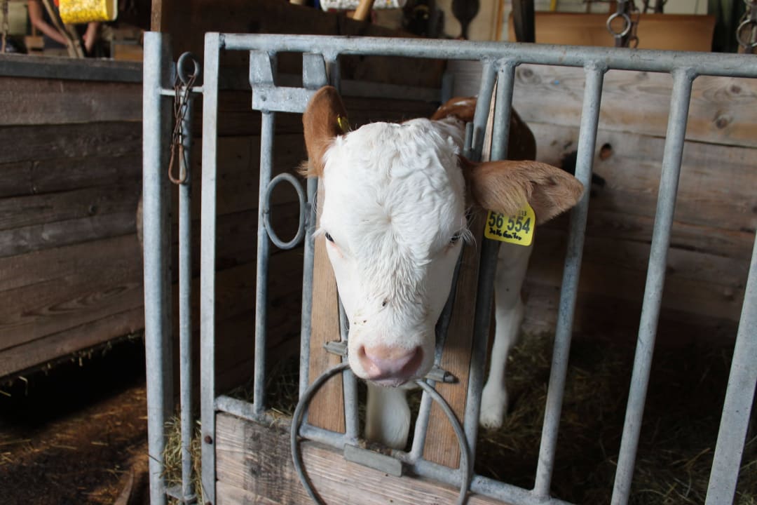Kälbchen Ferienwohnungen Toffhof