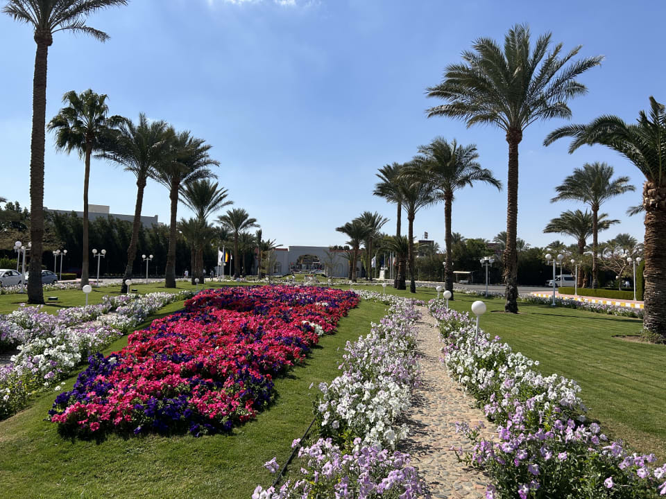 Gartenanlage Desert Rose