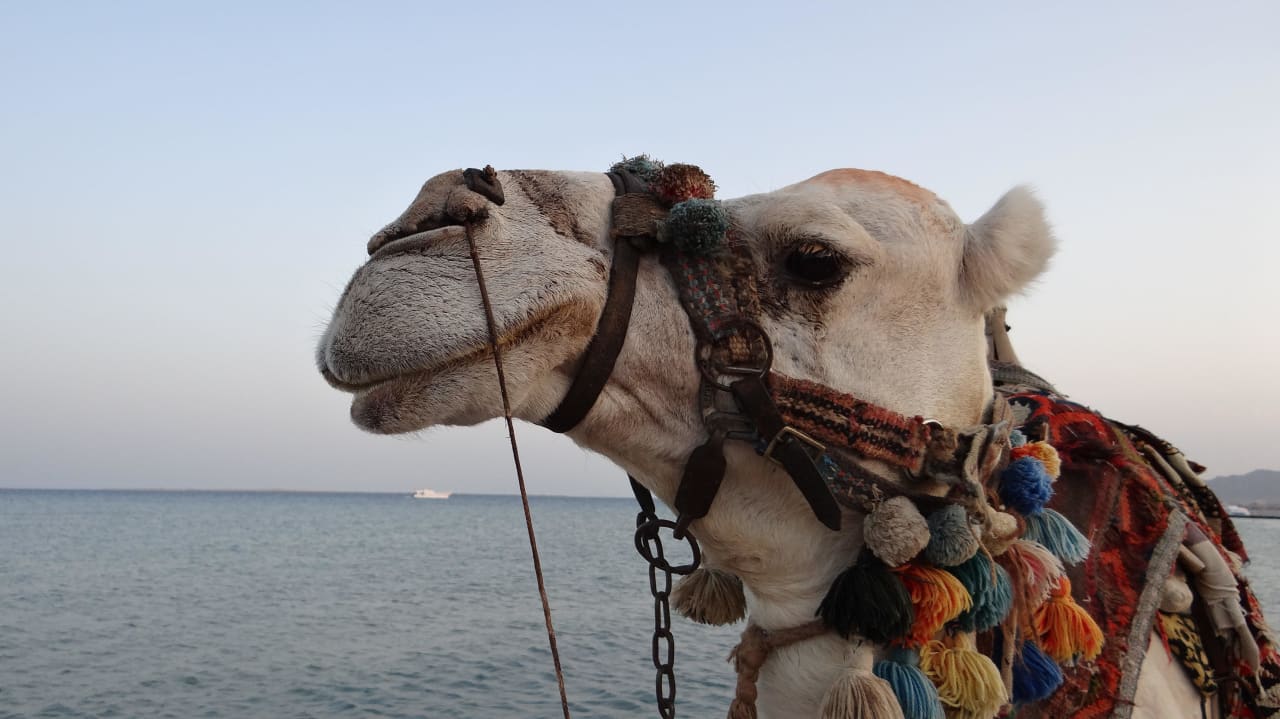 Jazda na plaży plus konie Imperial Shams Abu Soma