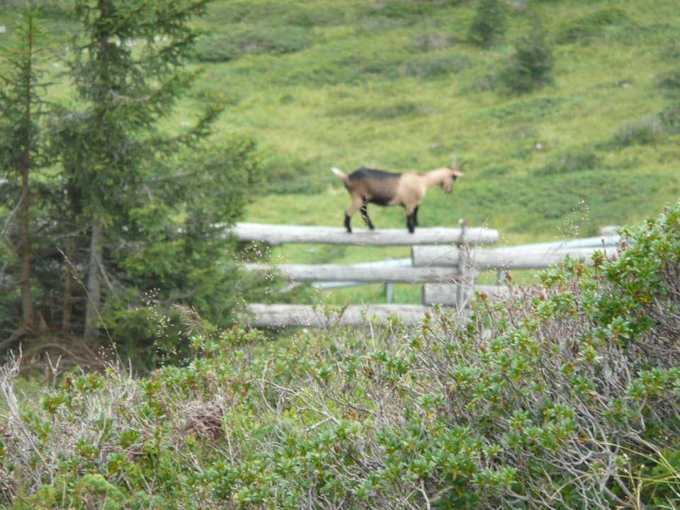 Zickenmut Genießer- & Wanderhotel Jägerhof