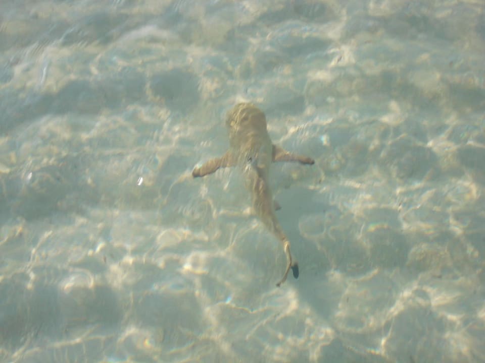 Einer von vielen Meeru Maldives Resort Island