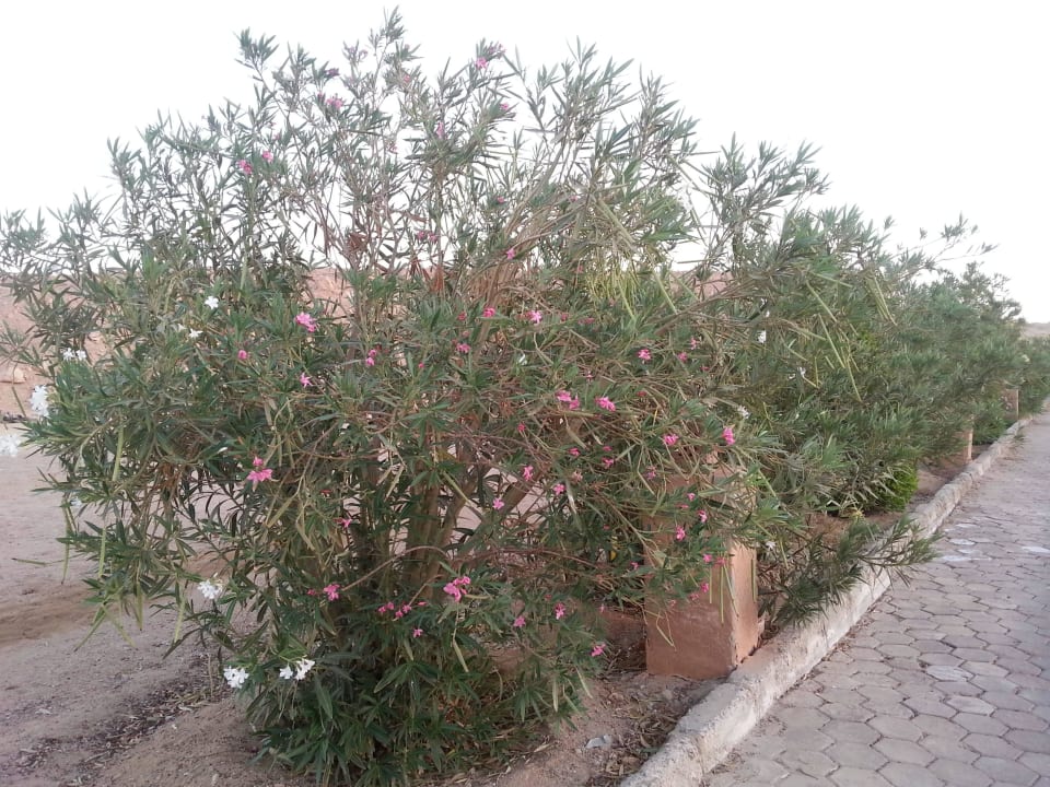Schöne grosse Oleander Sträuche am Haupteingang Gemma Resort
