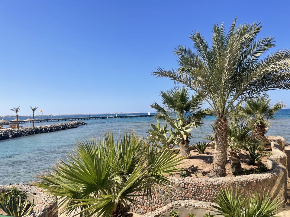 Ausblick Desert Rose