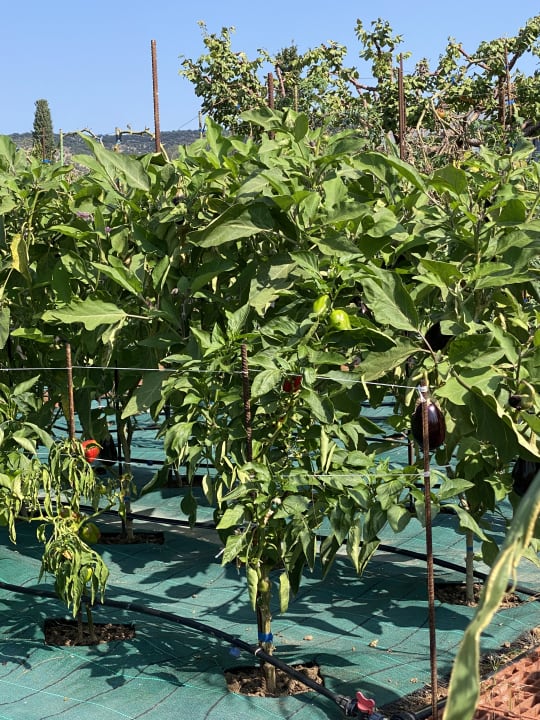 Gartenanlage Alexandra Beach Thassos Spa Resort