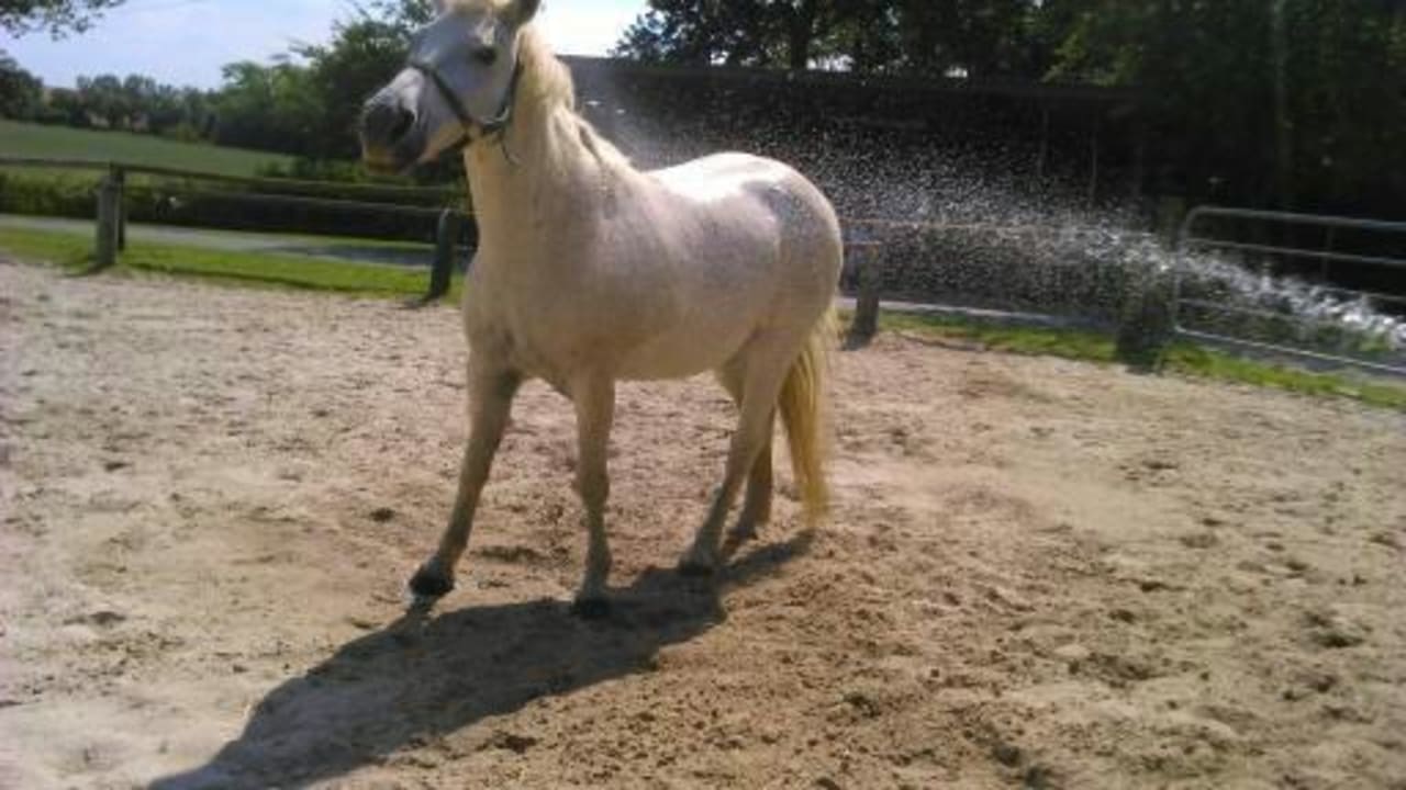 Ob Kind oder Tier Wasser macht jedem Spaß  Ferienhof Upwarf