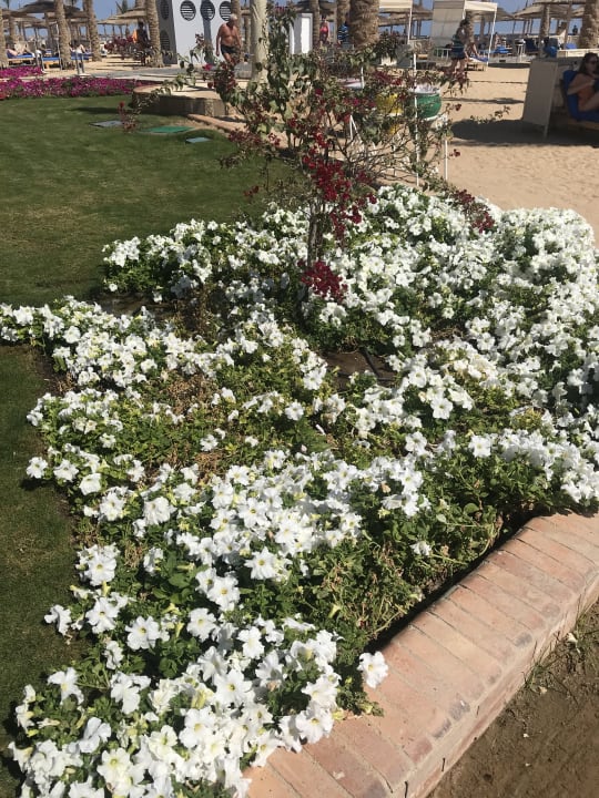 Garten Beach Albatros Resort