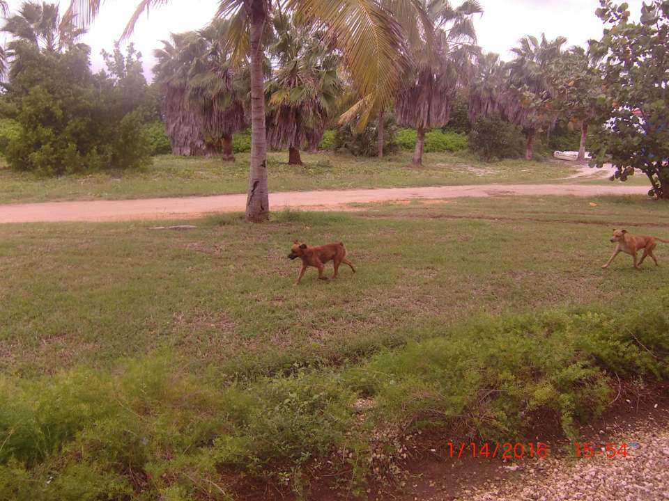 Freilaufende wilde Hunde Resonance Musique Varadero