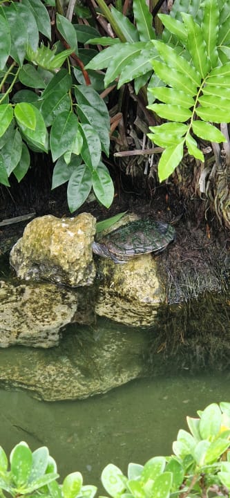 Gartenanlage TRS Turquesa Hotel - Adults only