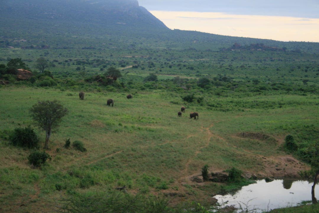 Blick auf ein Wasserloch Rhino Valley Lodge