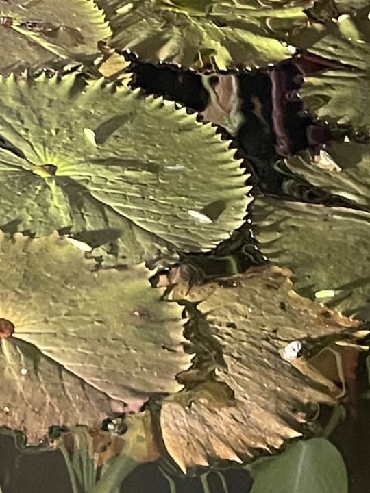 Gartenanlage Khaolak Laguna Resort