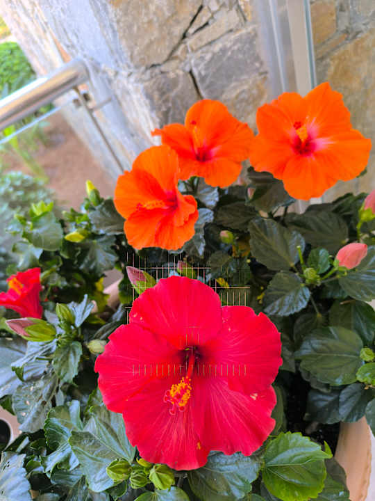 Gartenanlage allsun Hotel Malia Beach