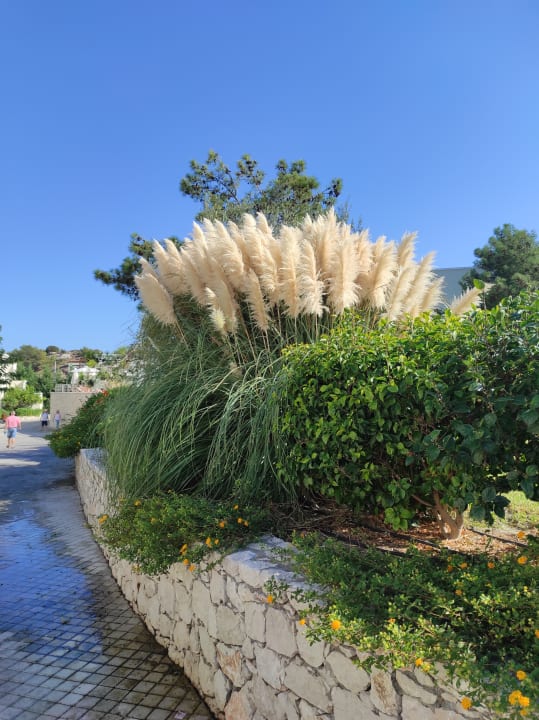 Gartenanlage SENTIDO Port Royal Villas & Spa