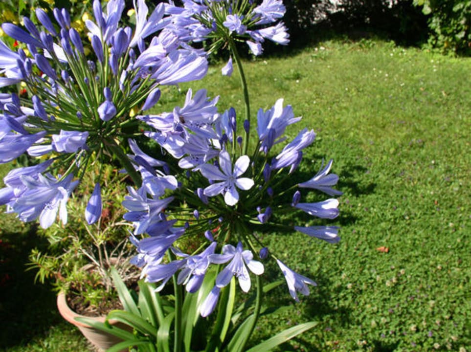 Blumen Pension Südhang