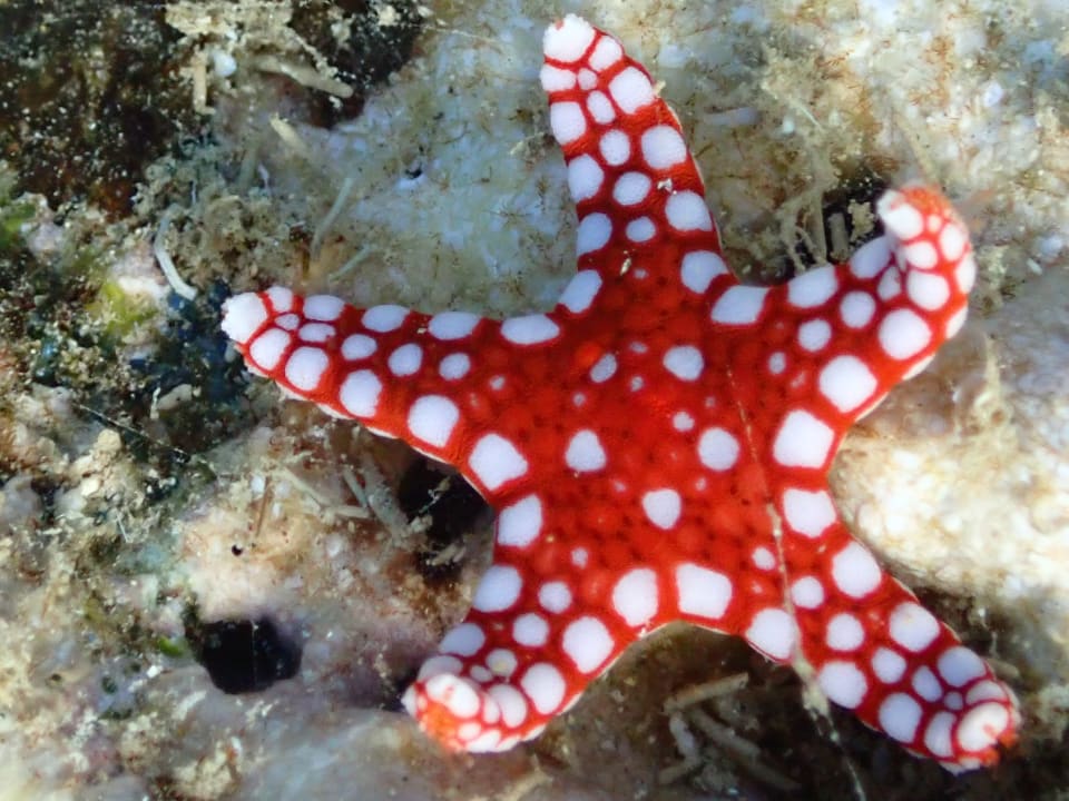 Strand Shams Alam Beach Resort